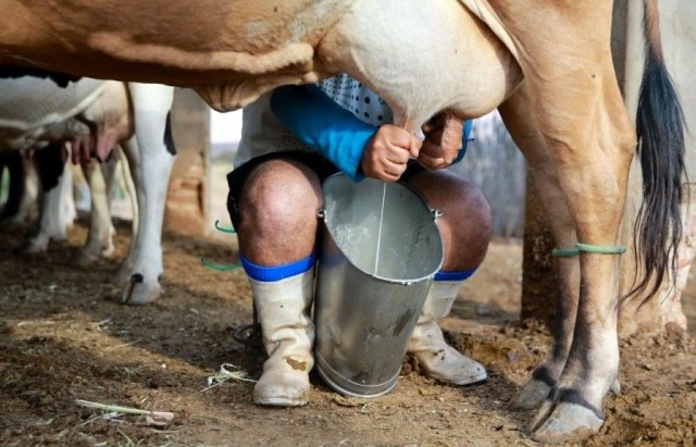 Produtores de leite do ES podem renegociar dívidas do crédito rural até 31 de maio