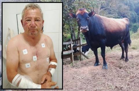 Vereador de Iúna sofre vários ferimentos após ser atacado por boi de estimação