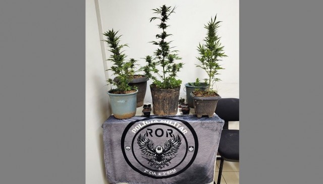 Polícia Militar encontra plantação de maconha em Divino de São Lourenço