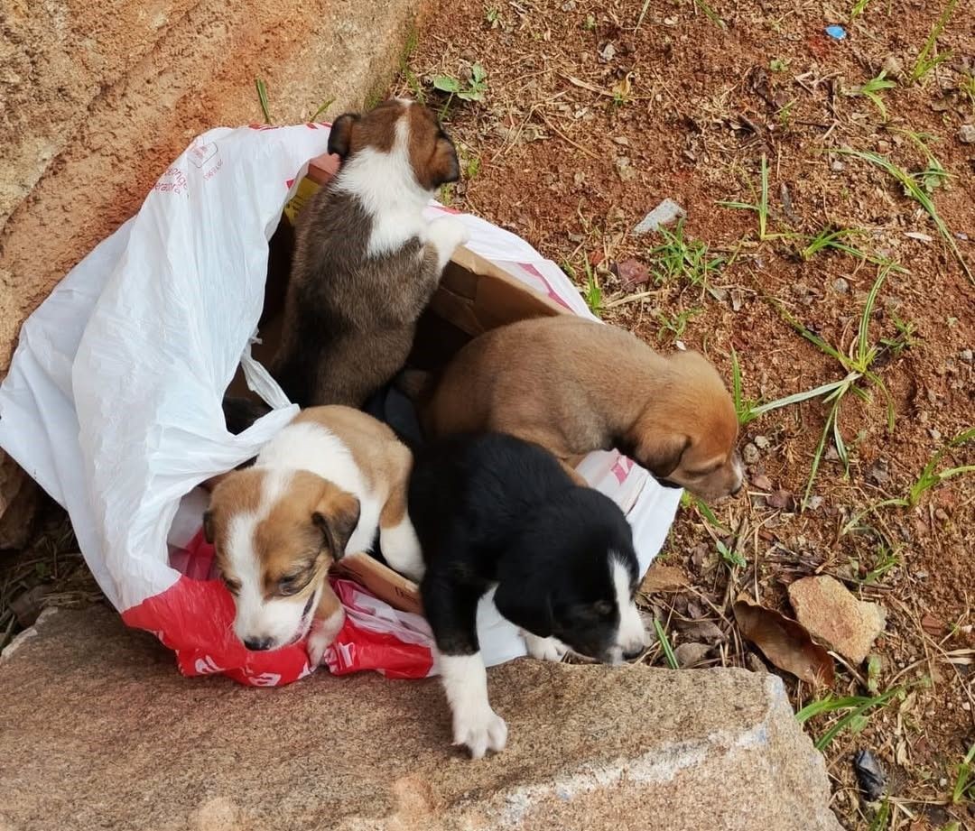 Filhotes de cachorro encontrados dentro de uma caixa, em situação de abandono, durante ação da Polícia Militar Ambiental no sul do Espírito Santo.