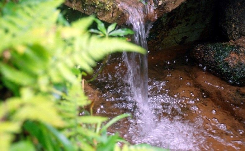 Imagem de nascente preservada, com água jorrando sobre as pedras, dentro de local com muita vegetação.