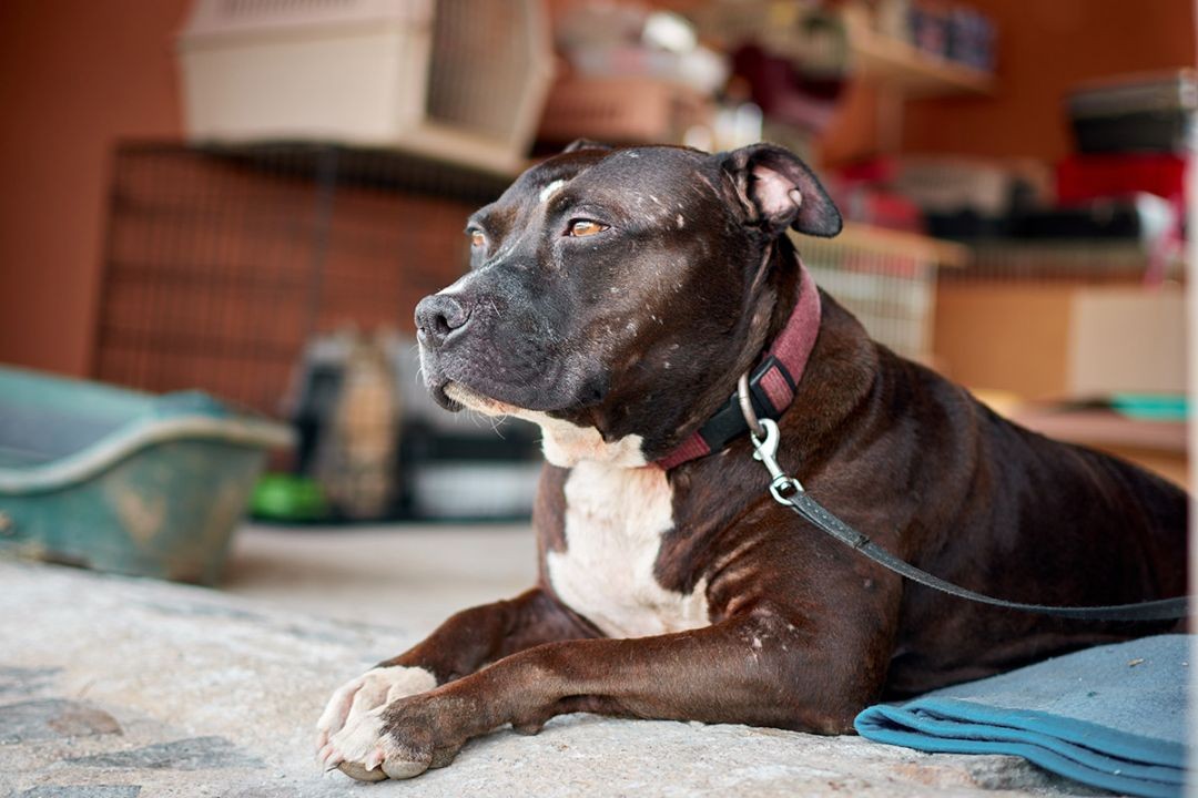 Cão da raça pit bull deitado em ambiente interno, usando coleira e guia, ilustrando debate sobre regras e restrições à raça no Espírito Santo.