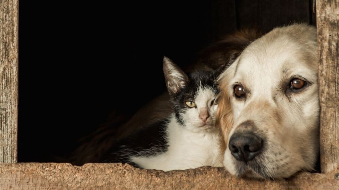 Cachorro e gato juntos em ambiente protegido, representando cuidado, proteção e bem-estar animal.
