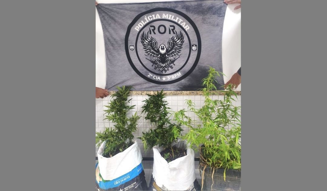 Imagem mostra três pés de maconha plantados em recipientes, posicionados em frente a uma parede, enquanto policiais seguram ao fundo uma bandeira da Polícia Militar com identificação da R.O.R, durante apreensão na zona rural de Divino de São Lourenço.