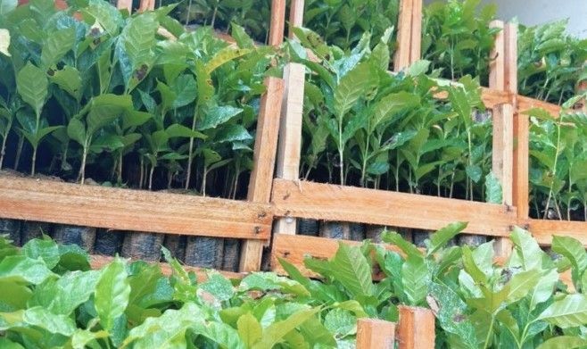 Mudas do programa Arranjos Produtivos que foram entregues aos produtores expostos em engradados de madeira.