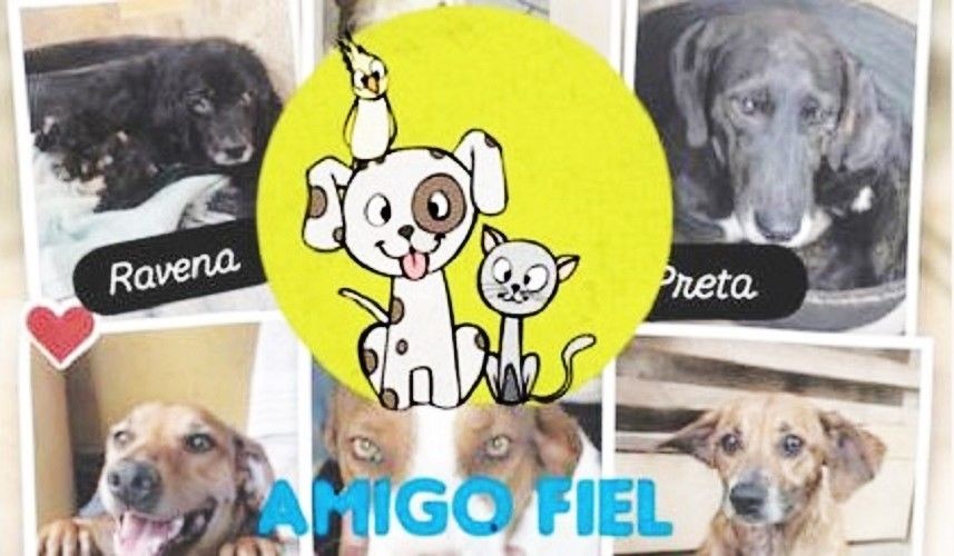 Montagem com fotos de cães disponíveis para adoção na Associação Amigo Fiel, em Iúna, ao fundo, tendo no centro o logotipo da instituição.