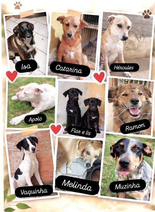 Montagem com fotos de cães disponíveis para adoção, incluindo animais chamados Isa, Catarina, Hércules, Apolo, Flor e Lis, Ramon, Vaquinha, Melinda e Muzinha.