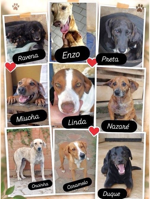 Montagem com fotos de cães disponíveis para adoção, incluindo animais chamados Ravena, Enzo, Preta, Miucha, Linda, Nazaré, Oncinha, Caramelo e Duque.