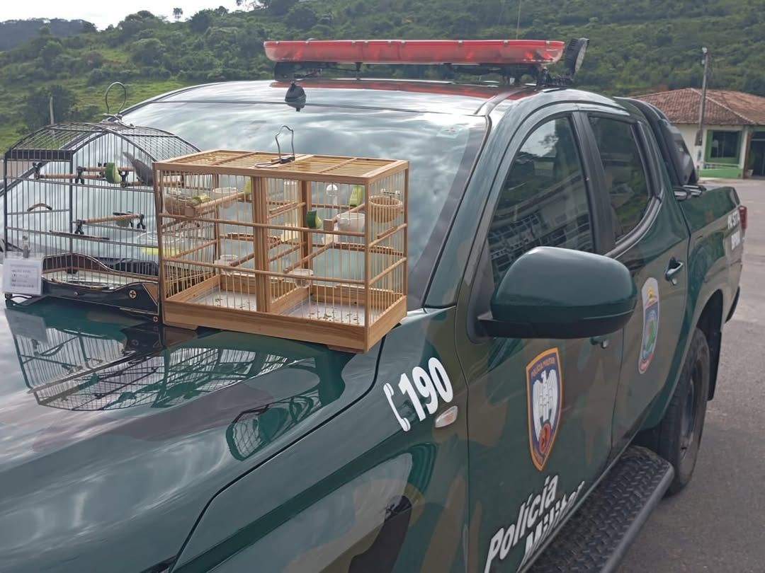 Gaiolas com pássaros colocadas sobre viatura da Polícia Militar Ambiental após apreensão em fiscalização de torneio de passeriformes.