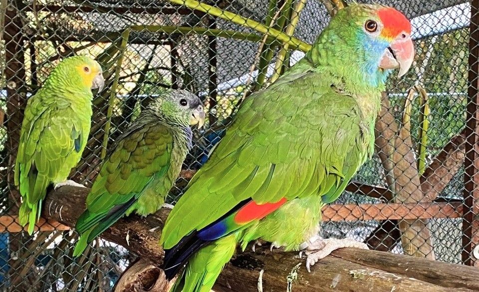 Três papagaios de diferentes espécies e cores (verde com detalhes em azul, amarelo e vermelho) pousados em um tronco de madeira dentro de um viveiro de tela aramada durante processo de reabilitação.