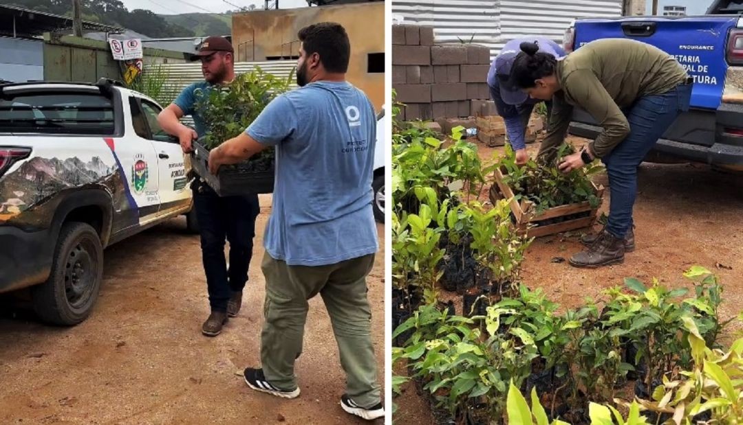 Composição de duas imagens. À esquerda, dois homens carregam uma caixa plástica com mudas de árvores nativas em frente a uma caminhonete branca com adesivo da Secretaria de Meio Ambiente. À direita, duas pessoas retiram mudas de uma caixa de madeira no chão, em uma área de viveiro ou depósito.