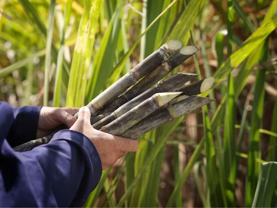 Cana-de-açúcar em ambiente controlado, destacando inovação no setor agrícola.