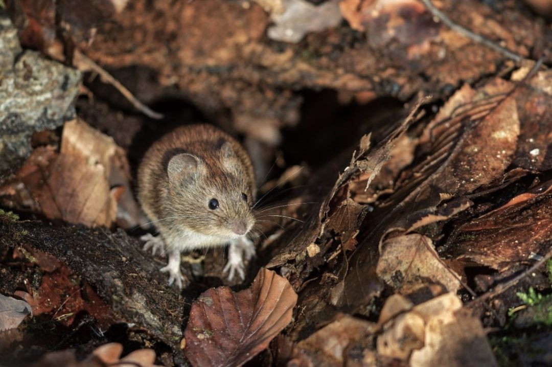 Roedor (rato) em primeiro plano anda em local com pedras e muitas folhas secas de tonalidade marrom, em ambiente que parece ter muita umidade.