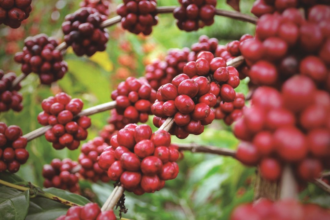 Fotografia em plano detalhe de ramos de cafeeiro carregados de frutos maduros de café conilon em formato de rosetas densas. Os grãos apresentam coloração vermelha intensa e uniforme. Ao fundo, folhas verdes e outros galhos aparecem desfocados, destacando a carga produtiva da planta.