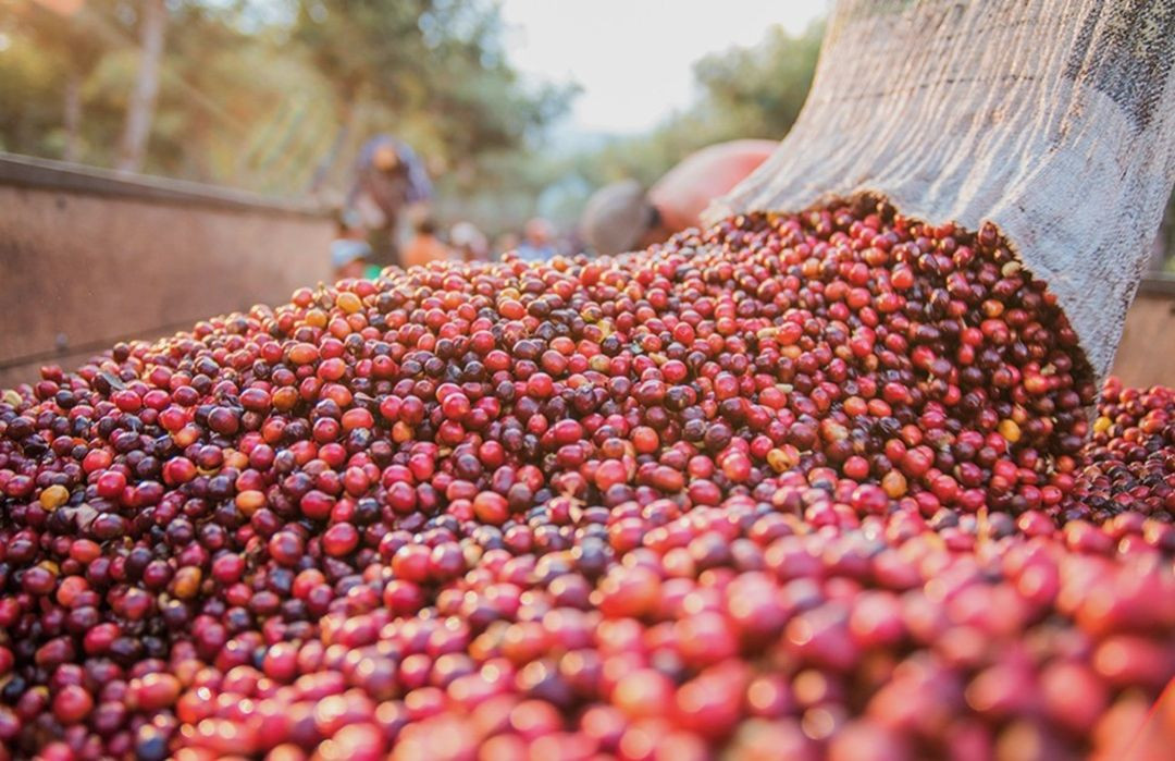 Imagem em plano médio mostrando o descarregamento de grande quantidade de frutos de café recém-colhidos em uma carroceria de trator ou caminhão. O grão escoa de uma lona ou tubulação de colheita no canto superior direito, acumulando-se em um monte volumoso com predominância de frutos maduros na cor vermelha. O fundo exibe trabalhadores e árvores desfocados sob a luz do dia.