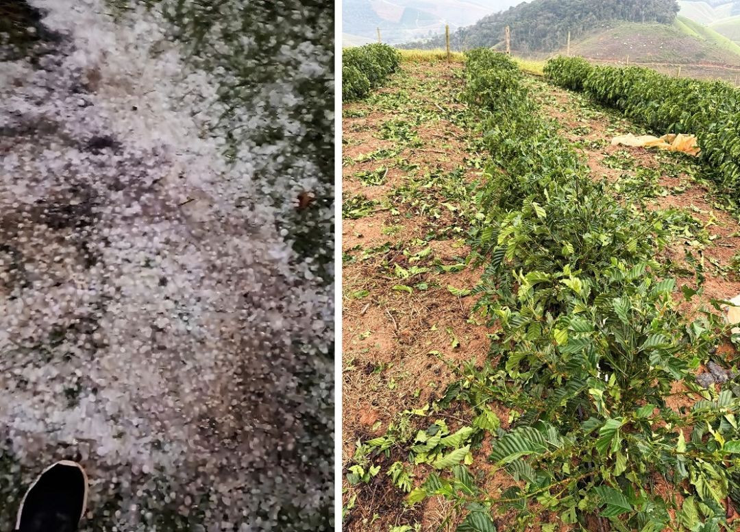 Composição de duas imagens. À esquerda, o plano fechado mostra a ponta de um calçado preto e o chão completamente forrado por pedras circulares de gelo misturadas à vegetação rasteira. À direita, uma vista geral de uma lavoura de café em terreno inclinado, evidenciando as folhas e galhos caídos entre as linhas de plantio devido ao impacto da tempestade.