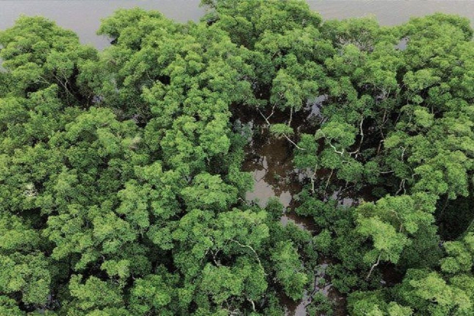 Fotografia aérea vertical exibindo uma densa cobertura de copas de árvores verdes e arborizadas da Mata Atlântica. Entre os blocos de folhagem espessa, são visíveis caminhos de água escura e pequenos troncos claros sinuosos de vegetação de transição ou manguezal, retratando a preservação de uma área de floresta nativa contígua.