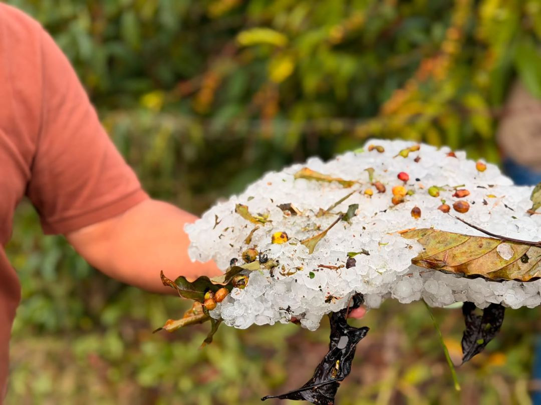 Foto em detalhe focando nas mãos de uma pessoa que segura uma grande camada compacta de pedras de granizo acumuladas. Em meio ao gelo, é possível ver folhas rasgadas e frutos de café ainda verdes e maduros arrancados dos galhos. O fundo mostra a vegetação desfocada.