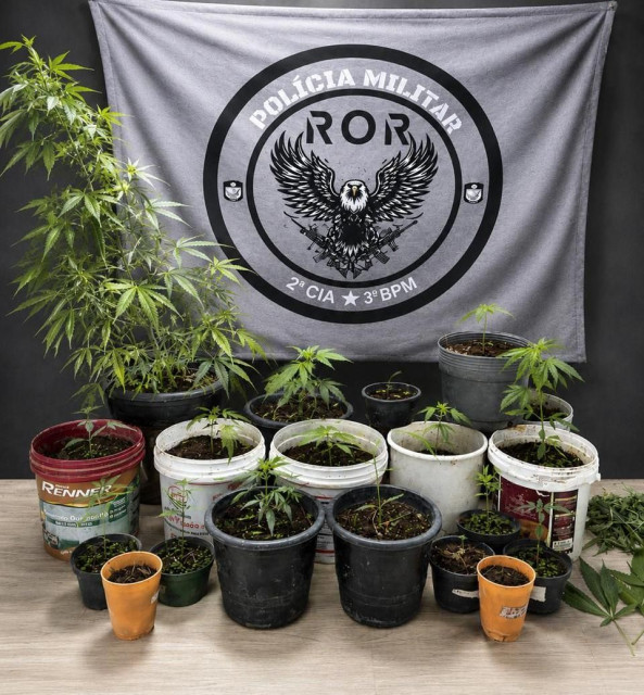 Pés de maconha cultivados em estufas com iluminação artificial apreendidos pela Polícia Militar durante operação em Guaçuí.