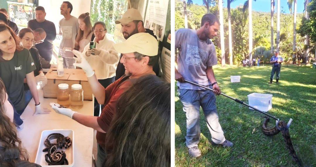 À esquerda, participantes do curso observam atentos ao redor de uma mesa com bandejas e potes de vidro contendo serpentes para identificação biológica. À direita, um homem utiliza um gancho profissional de manejo herpetológico para conter de forma segura uma jiboia de médio porte sobre o gramado.