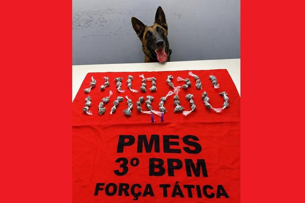 A imagem mostra a cadela farejadora Alga, do 3º Batalhão da Polícia Militar, com a língua de fora, observando as 63 buchas de maconha e os dois pinos de cocaína apreendidos em Guaçuí, sobre uma mesa branca com um pano vermelho com a inscrição 