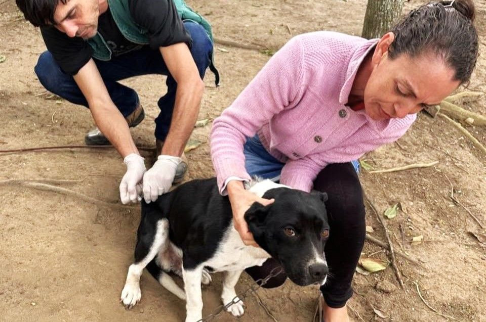 Profissionais da Vigilância em Saúde seguram um cão enquanto aplicam a vacina antirrábica durante atendimento em uma comunidade da zona rural de Ibitirama. O animal está sentado no chão e é contido com segurança durante a imunização.
