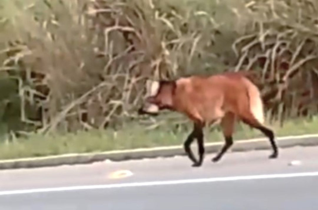 Lobo-guará caminha pelo acostamento de uma rodovia ao lado de uma área de vegetação na comunidade de Amorim, zona rural de Muniz Freire. O animal aparece de perfil enquanto segue pela margem da pista.