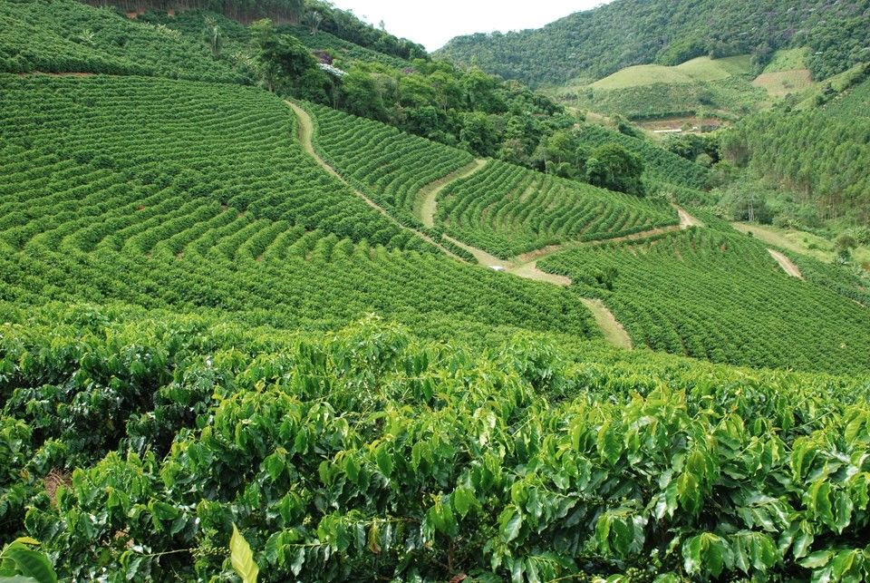 Vista aérea de lavoura de café arábica disposta em curvas de nível em encosta de montanha no Espírito Santo.