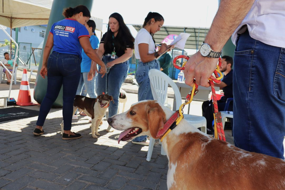 Em primeiro plano, a cabeça e o peito de um cão de porte médio, branco com manchas marrons, usando coleira vermelha e amarela mantida por um tutor. Ao fundo, sob uma tenda, pessoas e profissionais acompanham outros cães durante o atendimento do programa móvel.