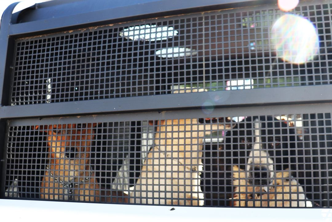 Um cão caramelo, outro bege e um malhado preto e branco olham por trás das grades de uma gaiola quando estavam sendo transportados para procedimento de castração no Pet Vida em Dores do Rio Preto.