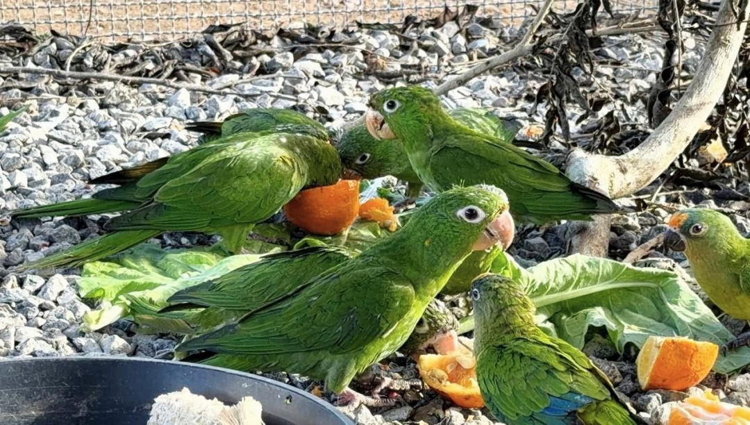 Vários periquitos e tiribas verdes alimentando-se com pedaços de frutas sobre folhas verdes e pedras.