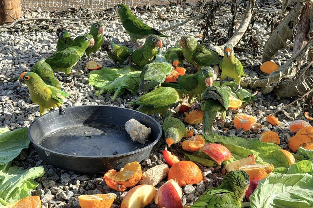 Diversas aves de plumagem verde agrupadas ao redor de pratos com frutas e vegetais em um recinto com chão de cascalho.