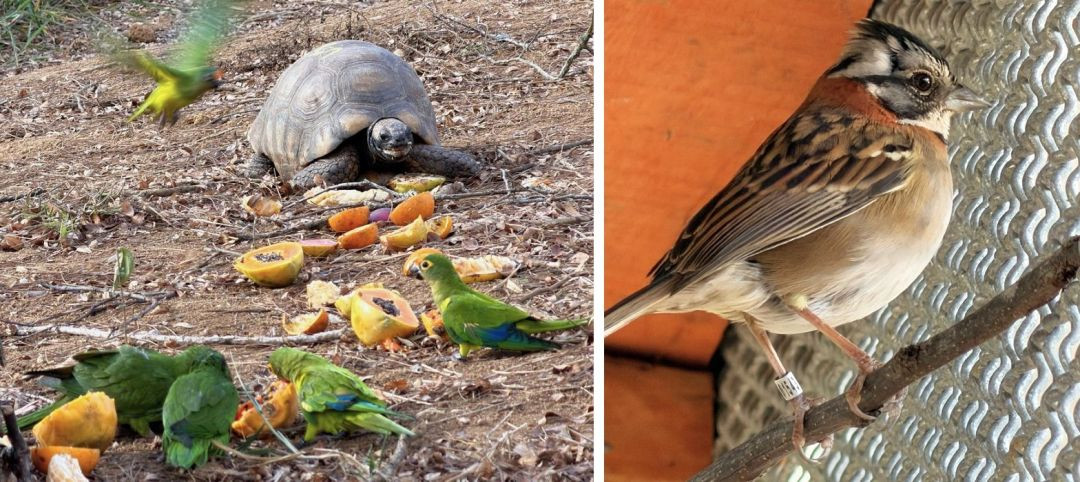 Imagem dividida em duas partes: à esquerda, um jabuti e periquitos no chão; à direita, um tico-tico em um galho mostrando uma anilha cinza na pata.