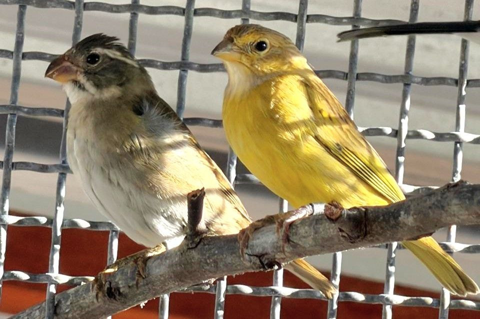 Um canário-da-terra amarelo e outro pássaro com listras no peito (um catatau) pousados em um galho de madeira diante de uma tela de proteção.