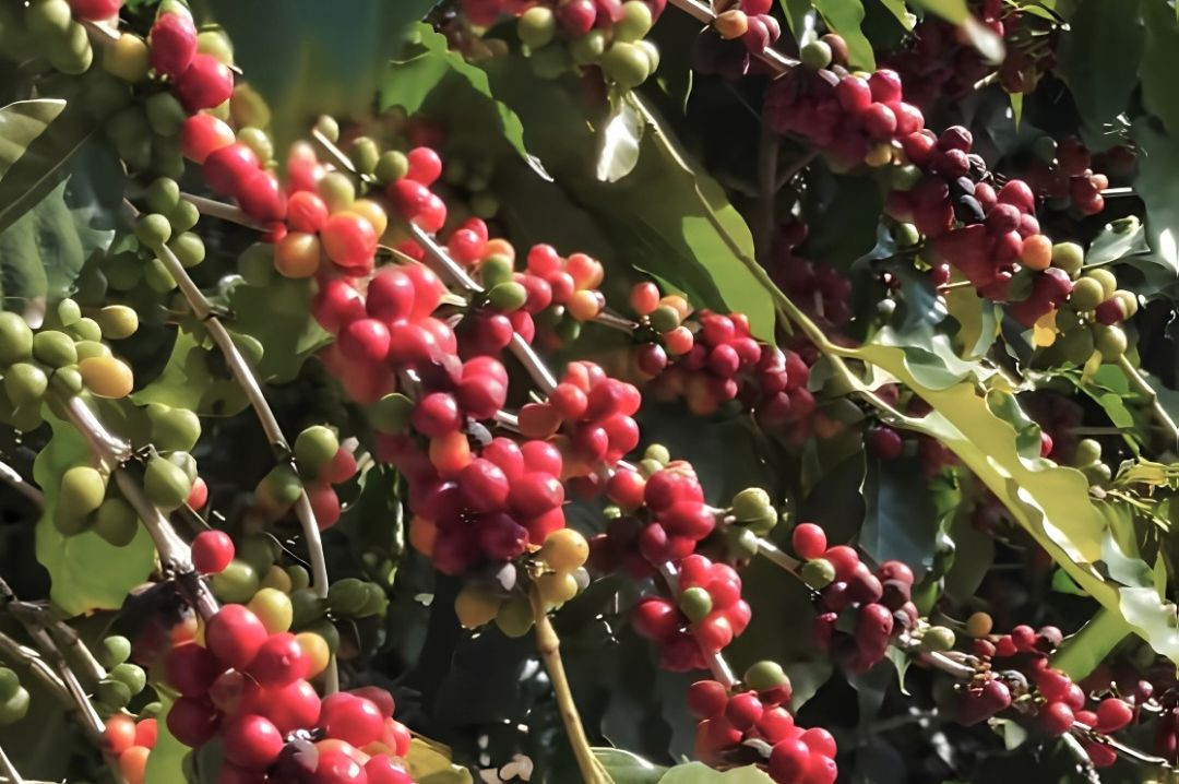 Ramos de café arábica com frutos em diferentes estágios de maturação, entre verdes e vermelhos, em lavoura de Ibitirama.