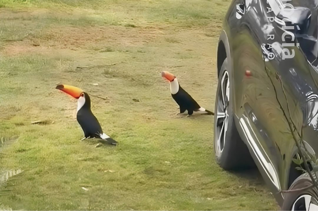 Dois tucanos-toco caminham sobre uma área gramada ao lado de um veículo estacionado na Fazenda 2F, na zona rural do distrito de Nossa Senhora das Graças, em Iúna.