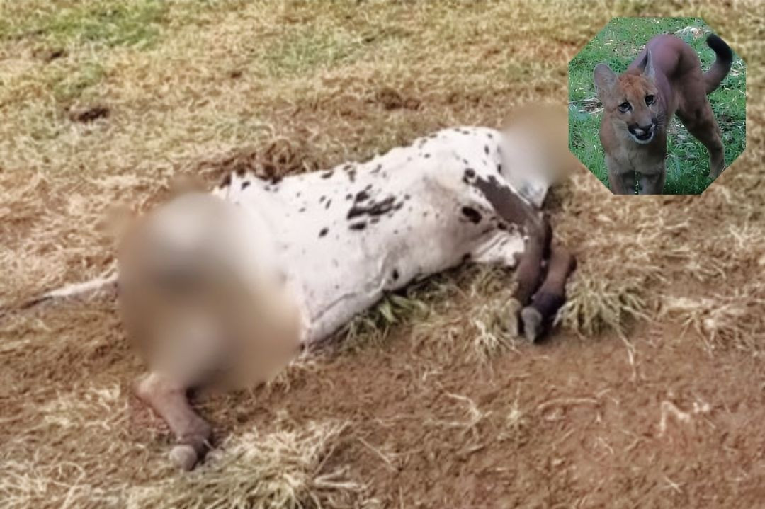 Imagem mostra carcaça de novilha malhada deitada no chão de terra e pasto seco encontrada em propriedade rural na região de Cruz Coberta e, no canto superior direito destaque, registro de onça-parda, espécie suspeita de ataques em meio à vegetação.